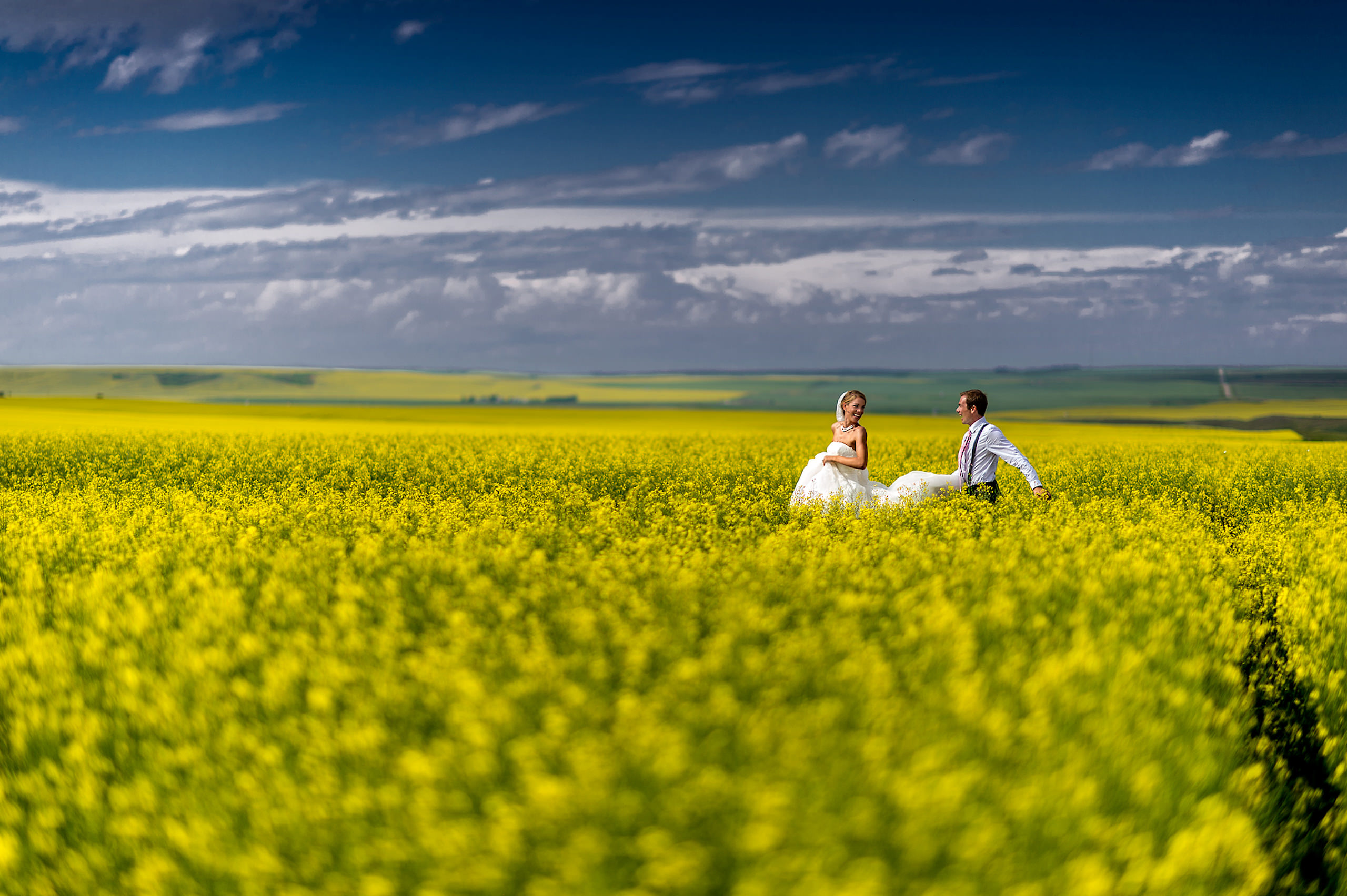 a bride and groom running in a canola field in Alberta by calgary wedding photographers