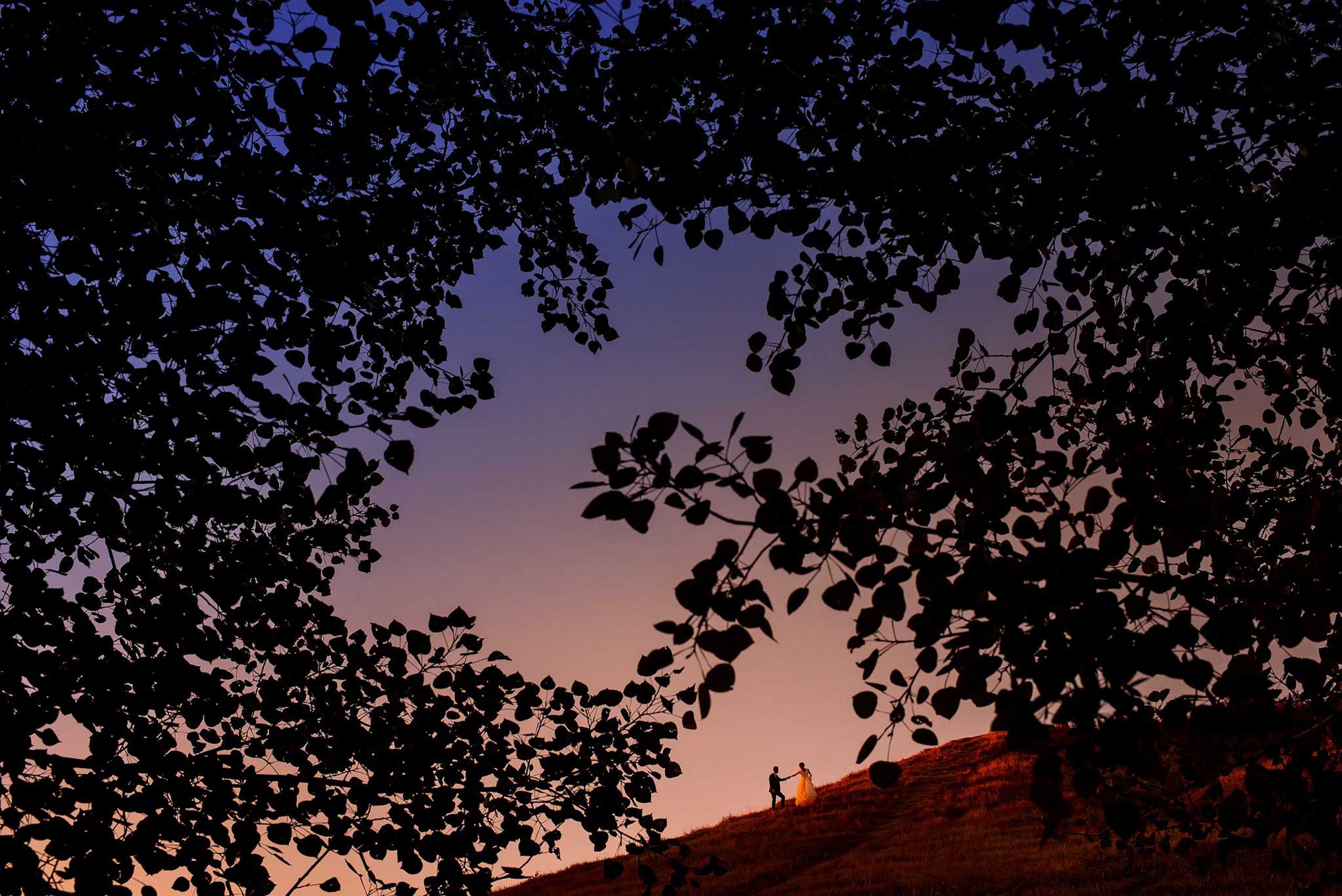 groom leading his bride down a hill creatively framed with a tree by calgary wedding photographer sean leblanc