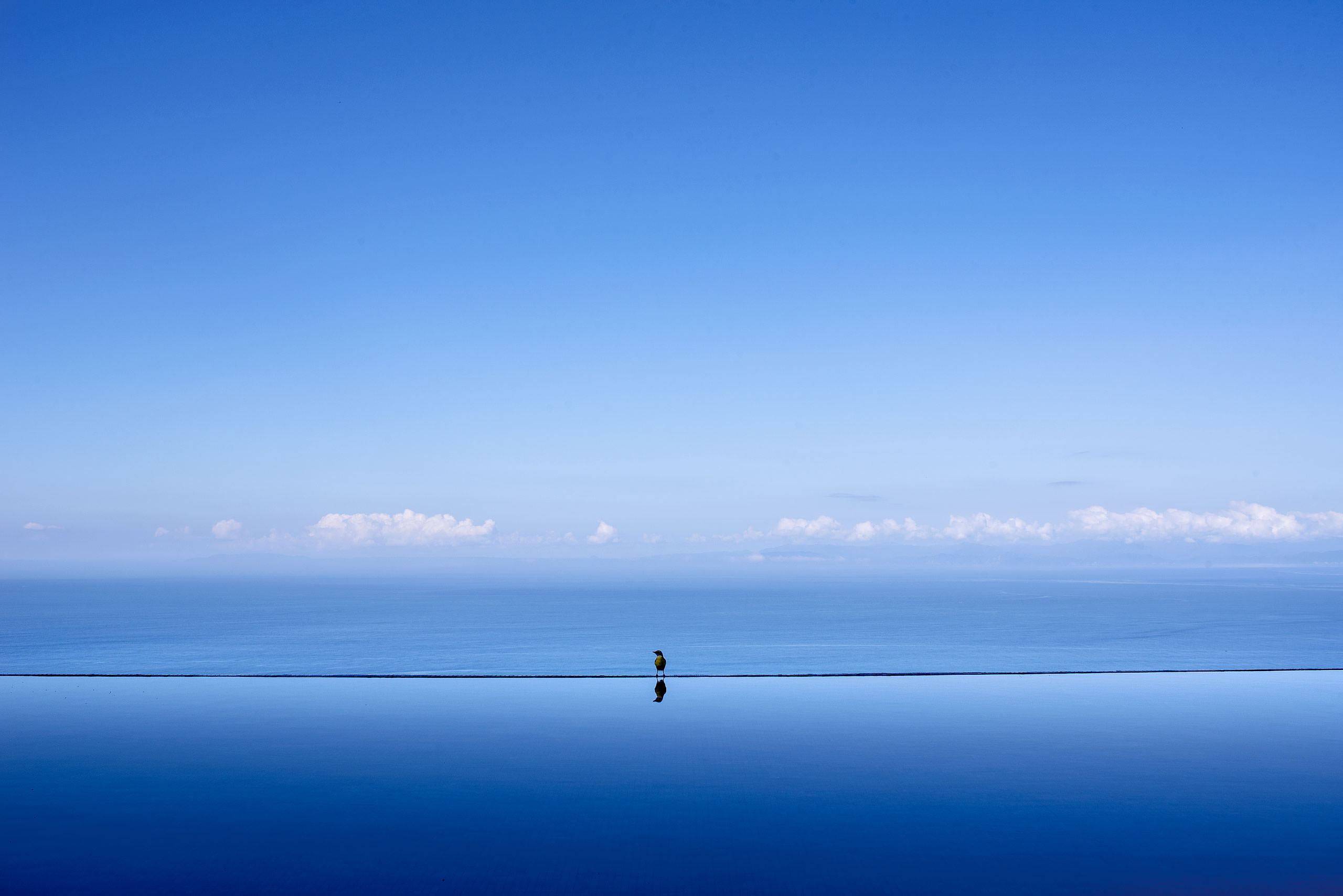 a bird sitting on an infinity pool ledge at Zephyr Palace Destination Wedding in Costa Rica by Sean LeBlanc