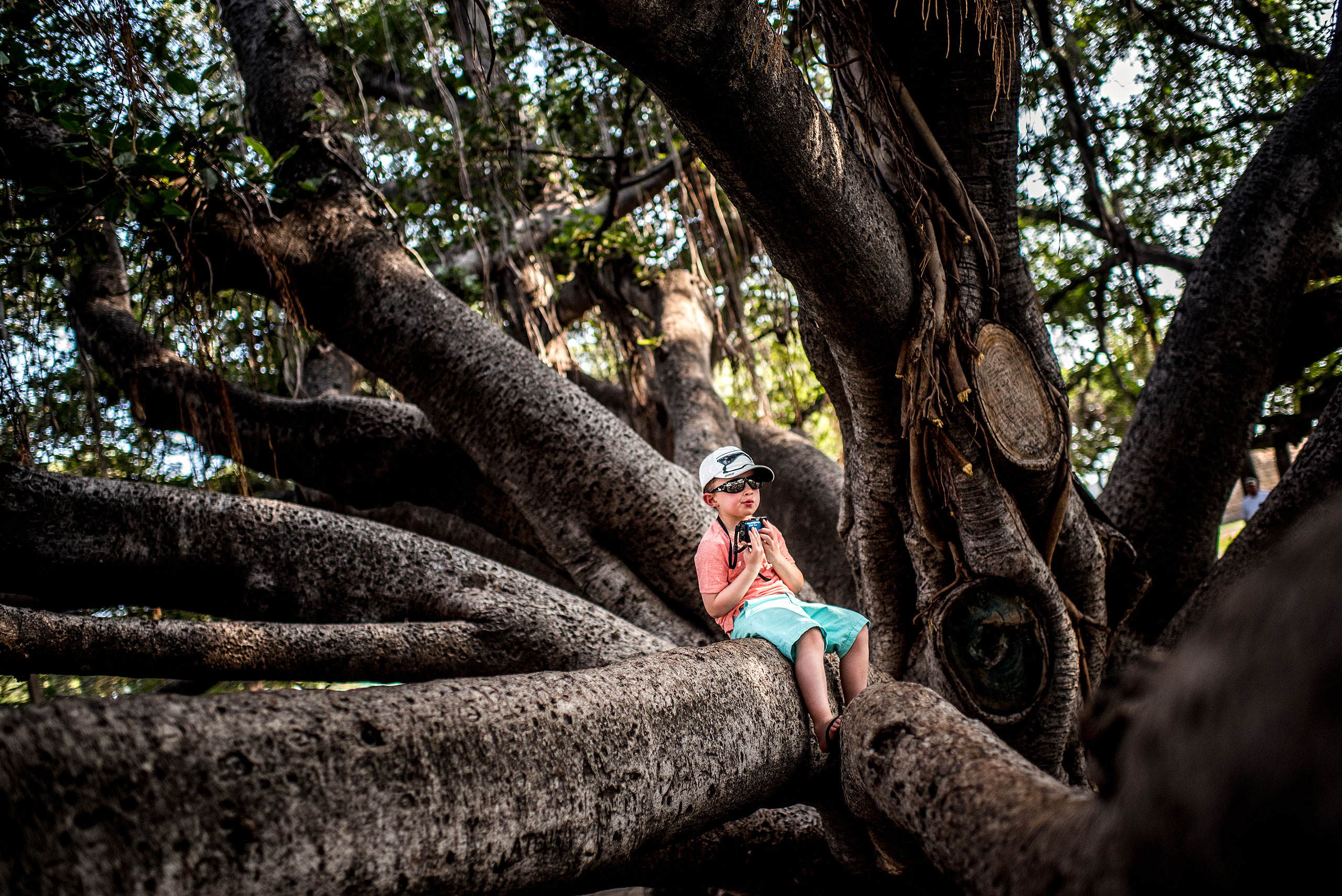 a young boy sitting in a big tree holding his camera by destination family photographers sean leblanc