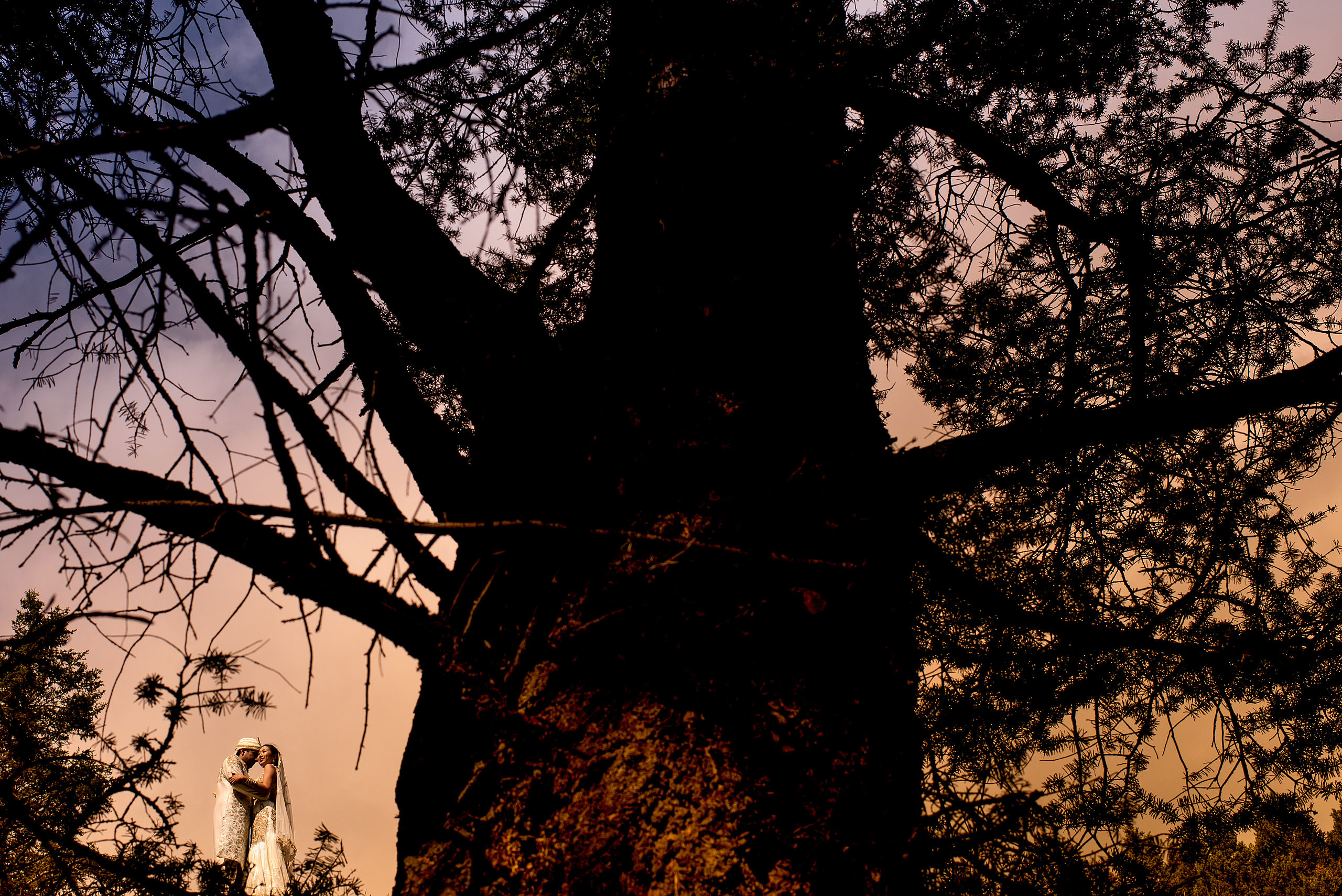 indian bride and groom standing on a ledge framed by a big tree for cascade ballroom banff springs wedding by sean leblanc