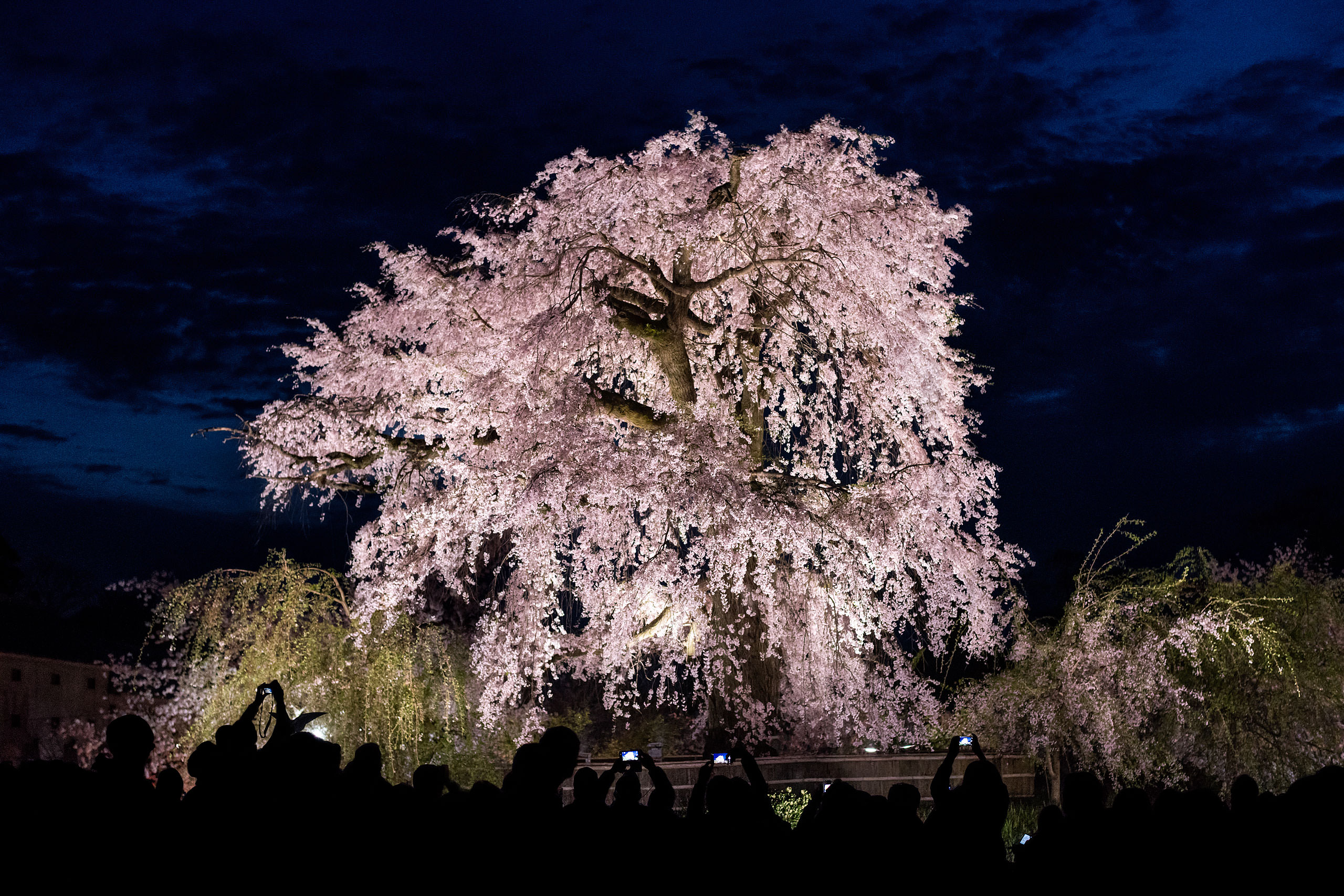 a large cherry blossom tree by Japan Destination Wedding Photographer Sean LeBlanc