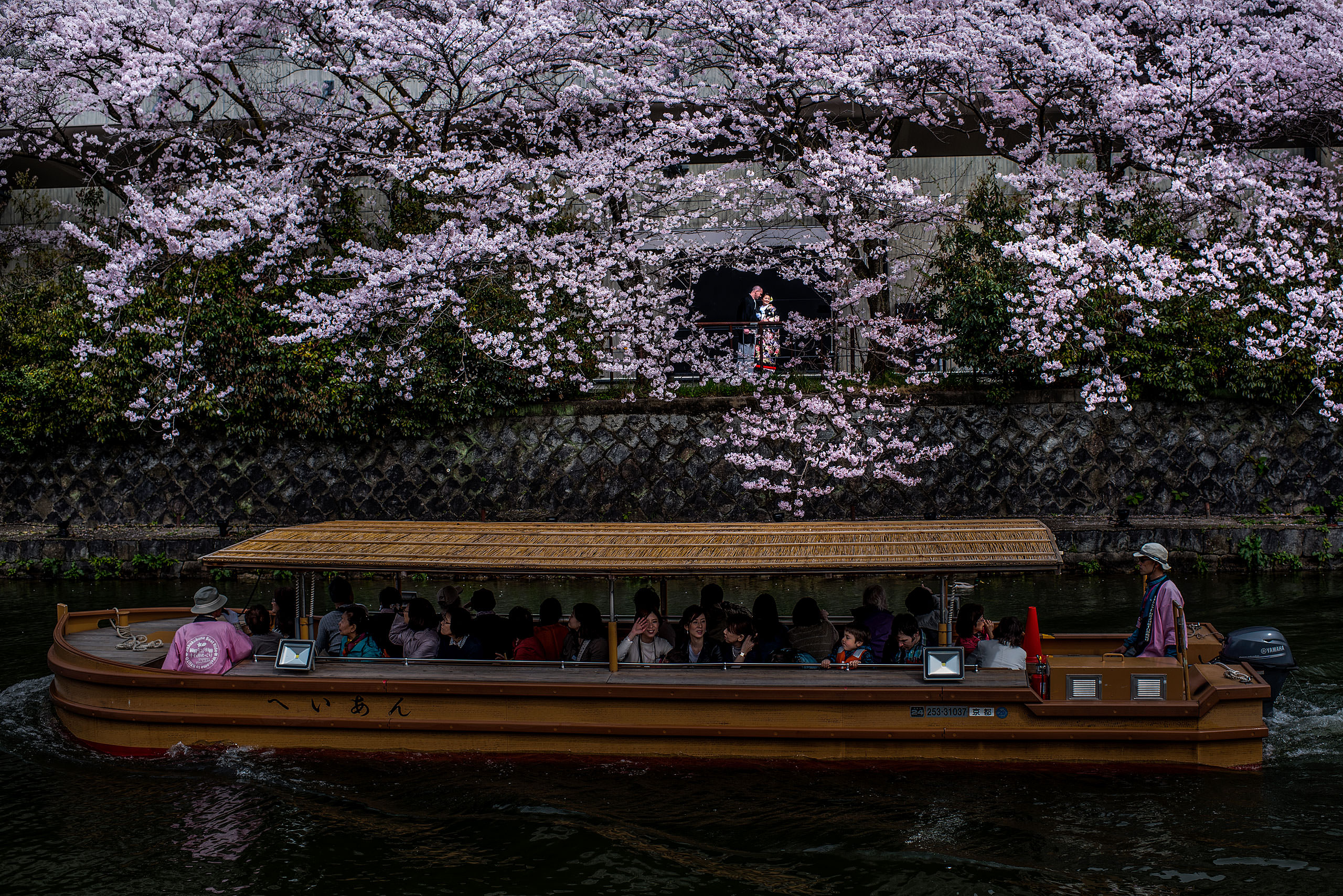 Japanese bride and groom standing in front of a cherry blossom tree by a river by Japan Destination Wedding Photographer Sean LeBlanc