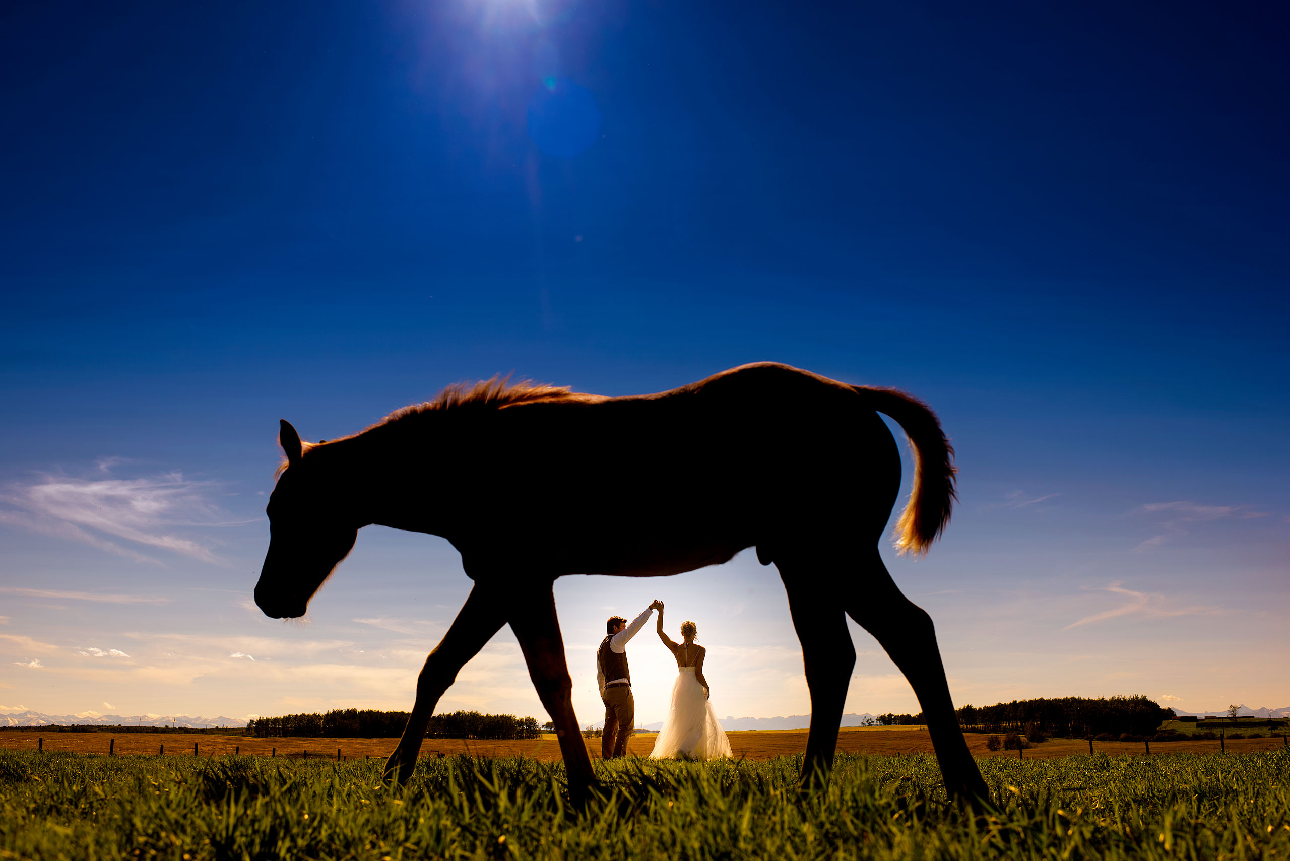 bride and groom dancing in a field framed by a horse walking by on a sunny day at Cochrane Country Wedding by Sean LeBlanc