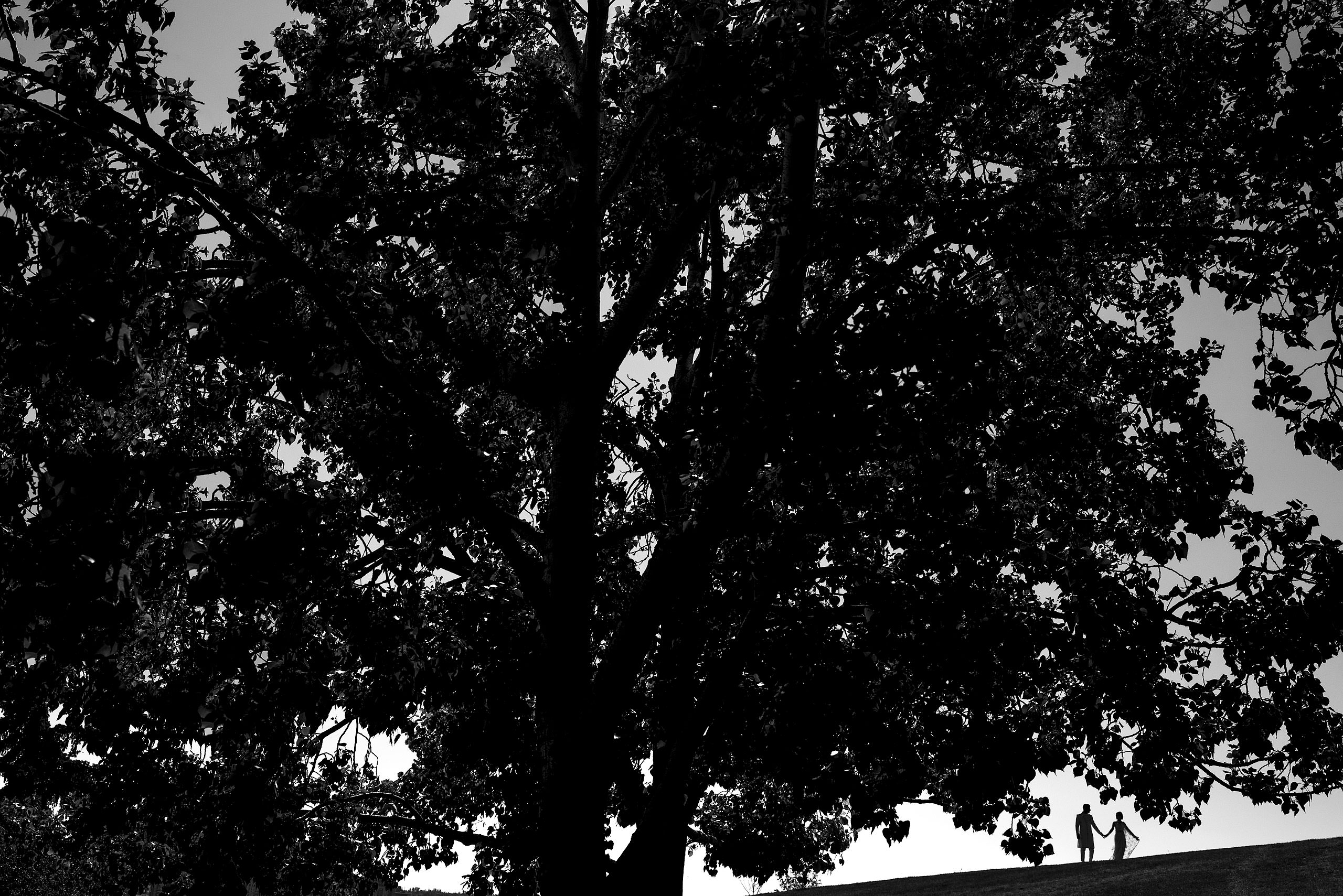 a bride and groom as a silhouette under a big tree by Calgary Banff Wedding Photographer Sean LeBlanc